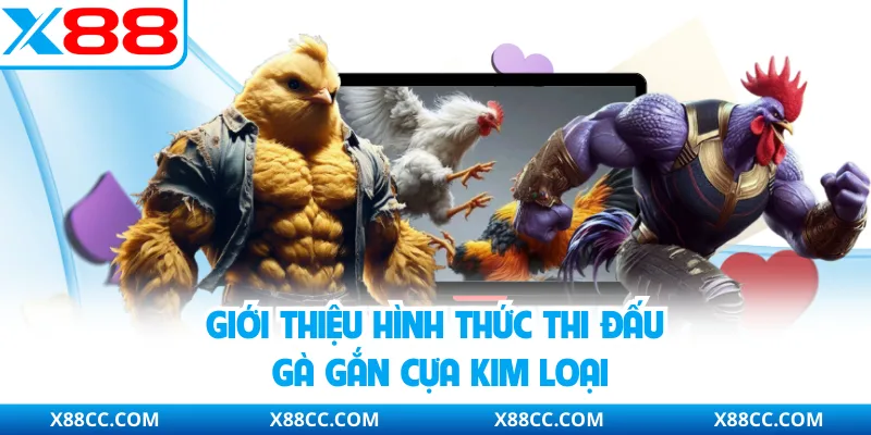 Giới thiệu hình thức thi đấu gà gắn cựa kim loại